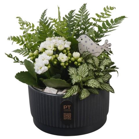 <h4>PTIB5112 Arrangementen kamerplanten</h4>