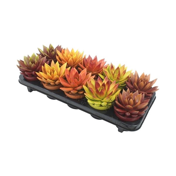 <h4>Echeveria bicoloured autumn mix</h4>