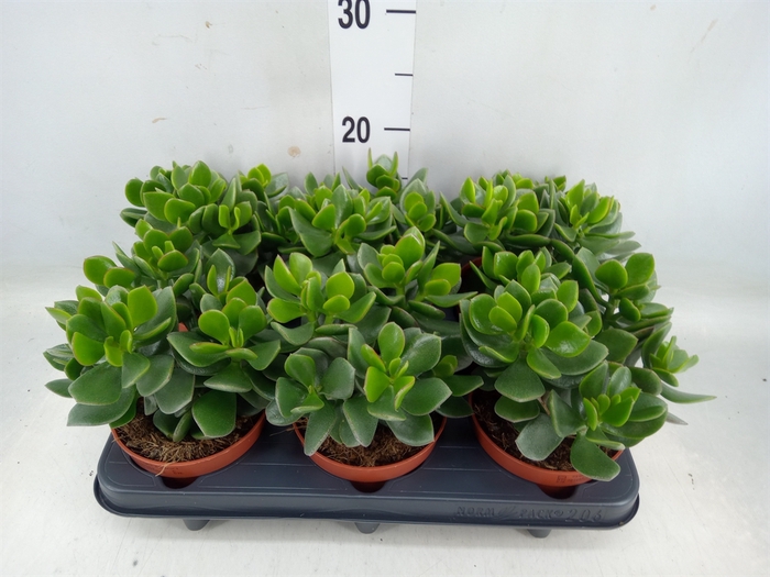 <h4>Crassula  'Hulk'</h4>