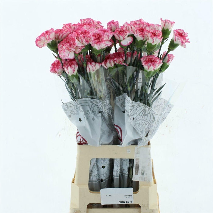 <h4>DI ST SPRITZ</h4>