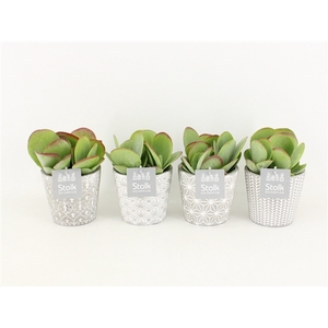 Kalanchoe Thyrsiflora in Star pot