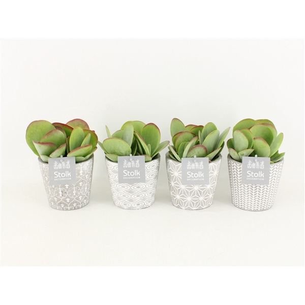 <h4>Kalanchoe Thyrsiflora in Star pot</h4>
