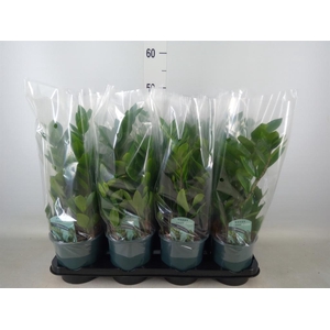 Zamioculcas zamiifolia