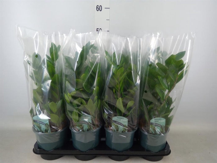 <h4>Zamioculcas zamiifolia</h4>