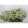 Chamelaucium Ivory Pearl