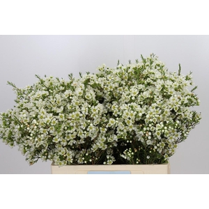 Chamelaucium Ivory Pearl