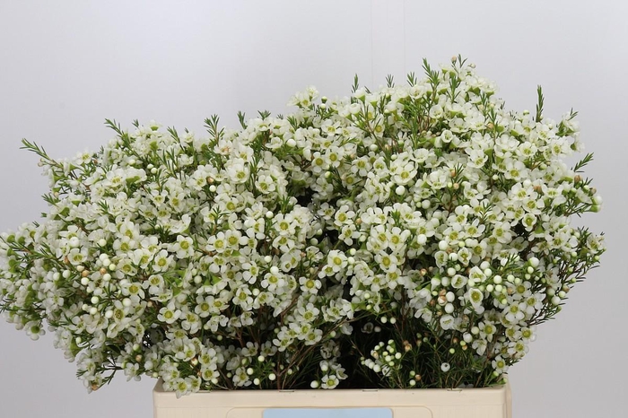 <h4>Chamelaucium Ivory Pearl</h4>