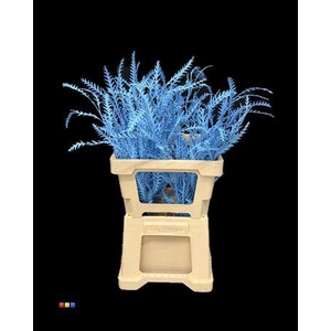 Grevillea Ivanhoe Light Blue