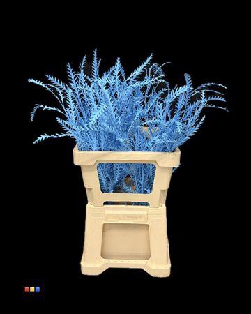 <h4>Grevillea Ivanhoe Light Blue</h4>
