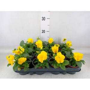 Viola wr. 'Matrix Yellow'