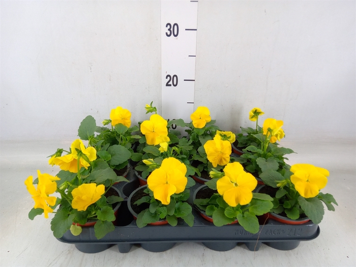 <h4>Viola wr. 'Matrix Yellow'</h4>