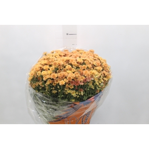 CRISANTEMO BOLA BELGA JASODA P20 BRONZE