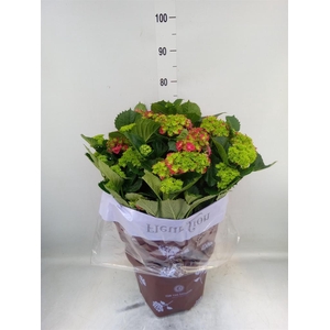 Hydrangea mac. 'Hi Fire'