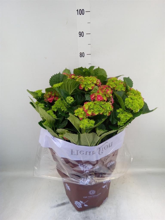 <h4>Hydrangea mac. 'Hi Fire'</h4>