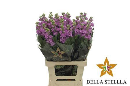 Matth Iron * Premium* Hot Pink