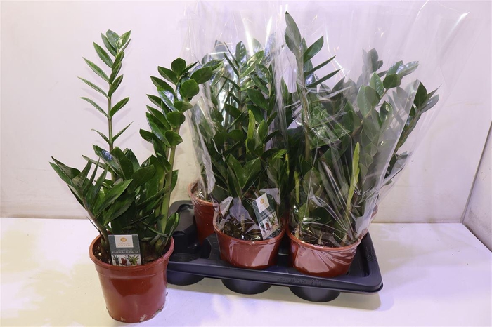 <h4>Zamio Zamiifolia</h4>