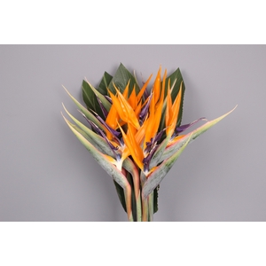 Strelitzia Reginae Flower x10