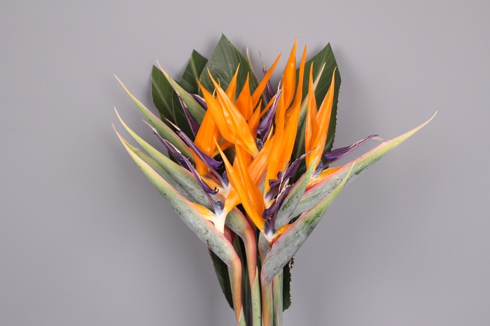 <h4>Strelitzia Reginae Flower x10</h4>