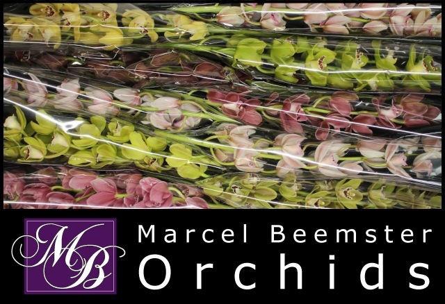 <h4>CYMB MI GEM</h4>