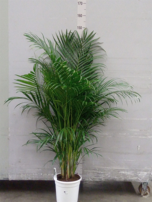 <h4>Dypsis lutescens   ...Chrysalidoca</h4>