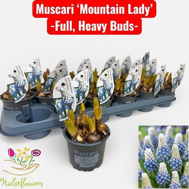 <h4>MUSCAR MOUNTAIN LADY</h4>