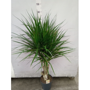 Dracaena marg.