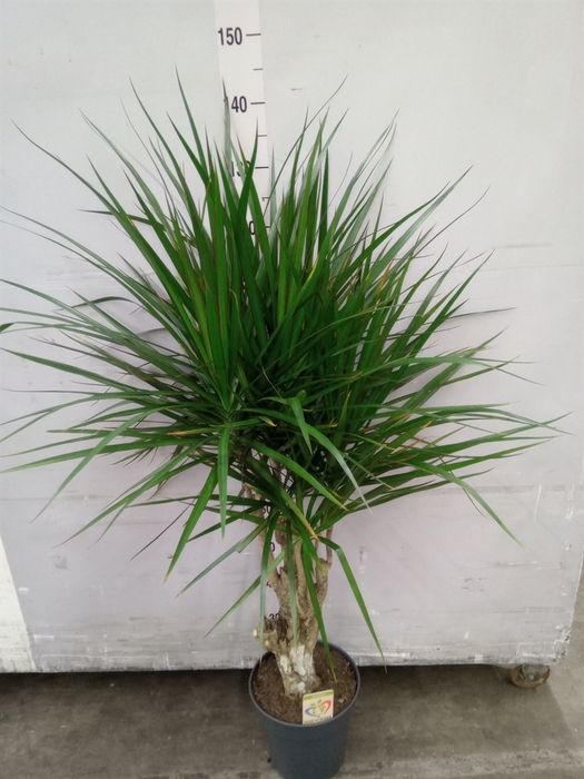 <h4>Dracaena marg.</h4>