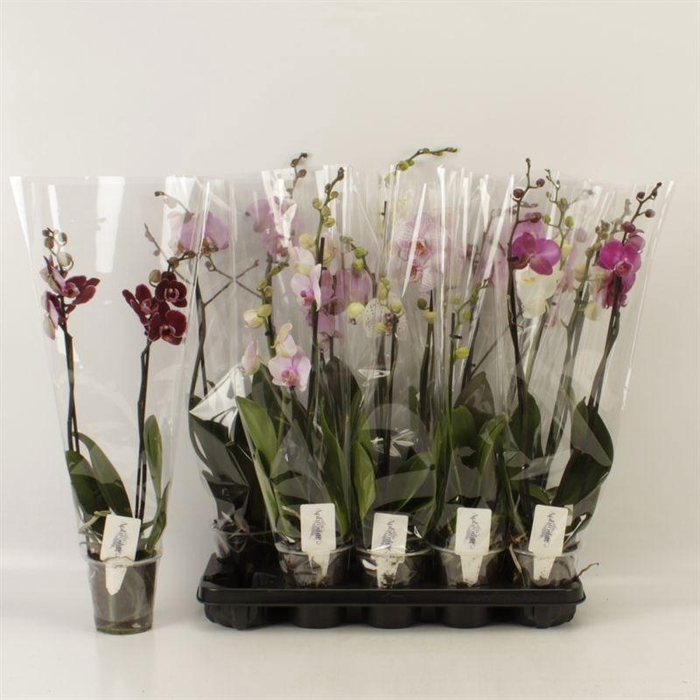 <h4>PHAL GEM 5 KL</h4>