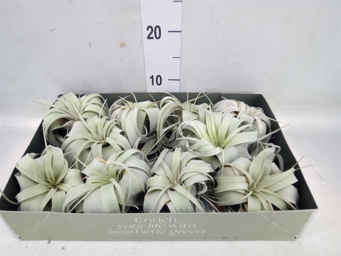 <h4>Tillandsia xerographica</h4>