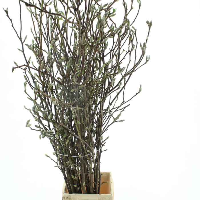 <h4>Magnolia Grandiflora 140 Cm</h4>