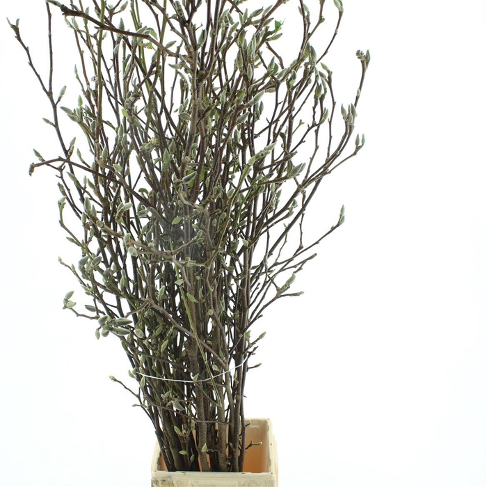 <h4>Magnolia Grandiflora 150cm</h4>