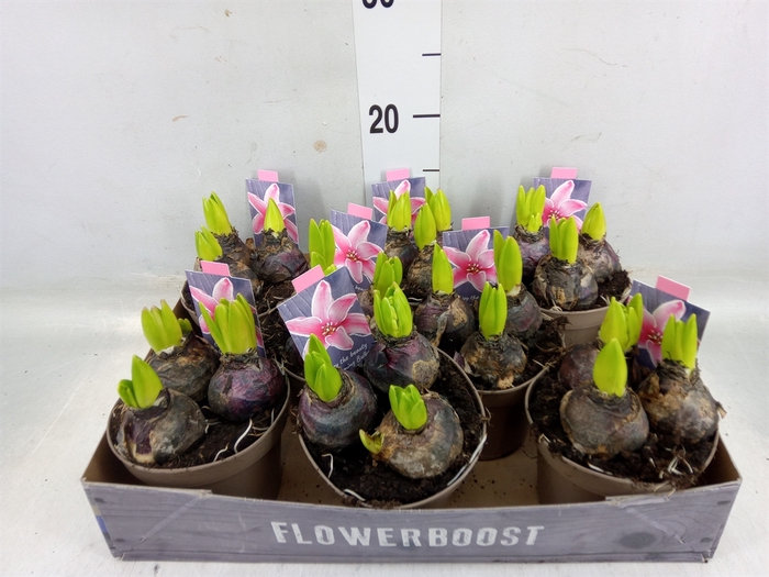 <h4>Hyacinthus orie. 'Pearl Pink'</h4>