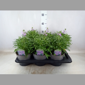 Erysimum linifolium