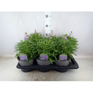 Erysimum linifolium