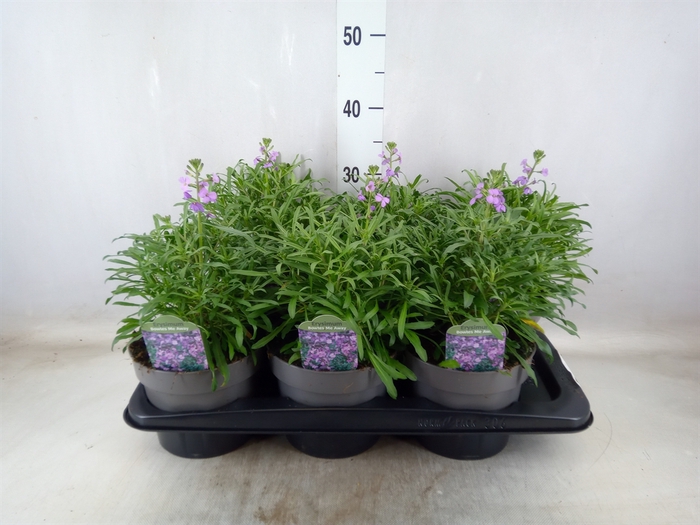 <h4>Erysimum linifolium</h4>