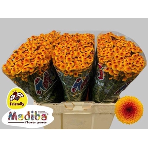 CHR S MAD LAMBO SUNR