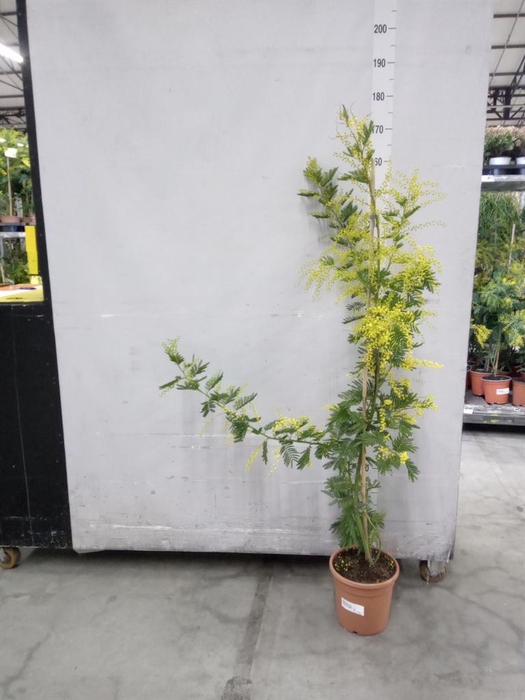 <h4>Mimosa pudica</h4>