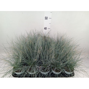 Festuca glauca 'Compacta Blue'
