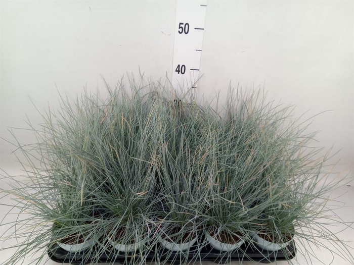 <h4>Festuca glauca 'Compacta Blue'</h4>
