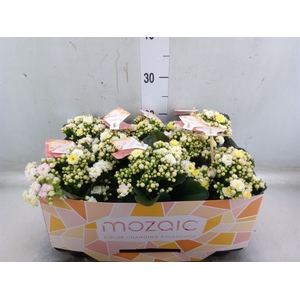 Kalanchoe blos. 'Mozaic Tweed'