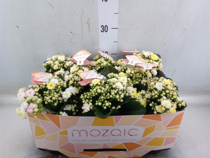 <h4>Kalanchoe blos. 'Mozaic Tweed'</h4>