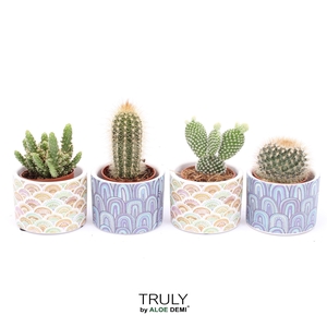 TRULY Cactus, Happy