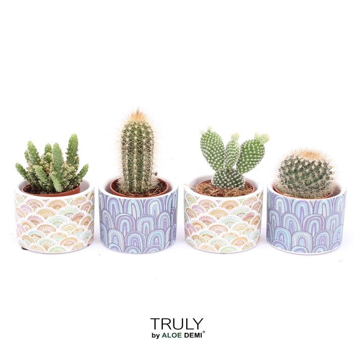 <h4>TRULY Cactus, Happy</h4>