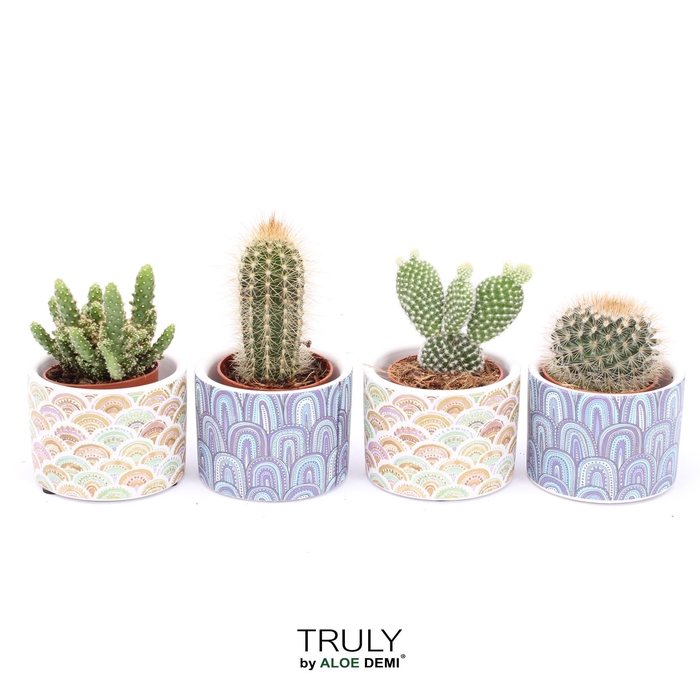 <h4>TRULY Cactus, Happy</h4>