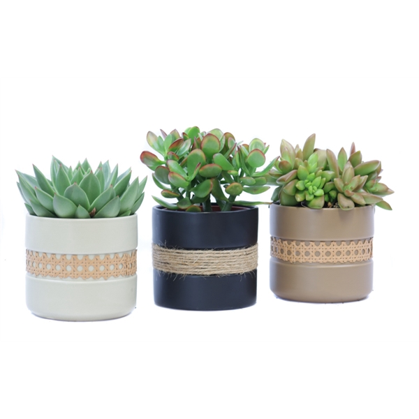 <h4>Succulent 12 cm in retro sierpot</h4>