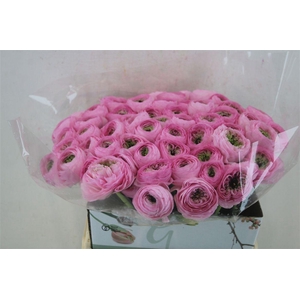 Ran Cloni 1 Confetto San Mauro