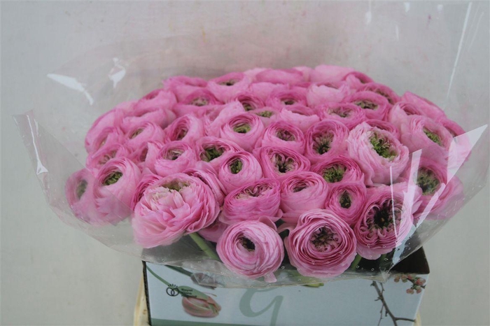 <h4>Ran Cloni 1 Confetto San Mauro</h4>