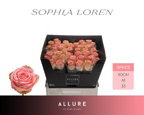 <h4>Rosa la sophia loren allure</h4>