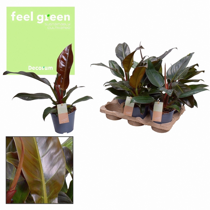 <h4>Philodendron Imperial Red Feel Green (Decorum)</h4>