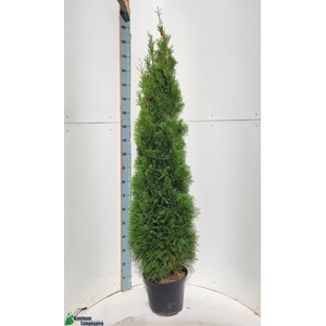 THUJA O SMARAGD